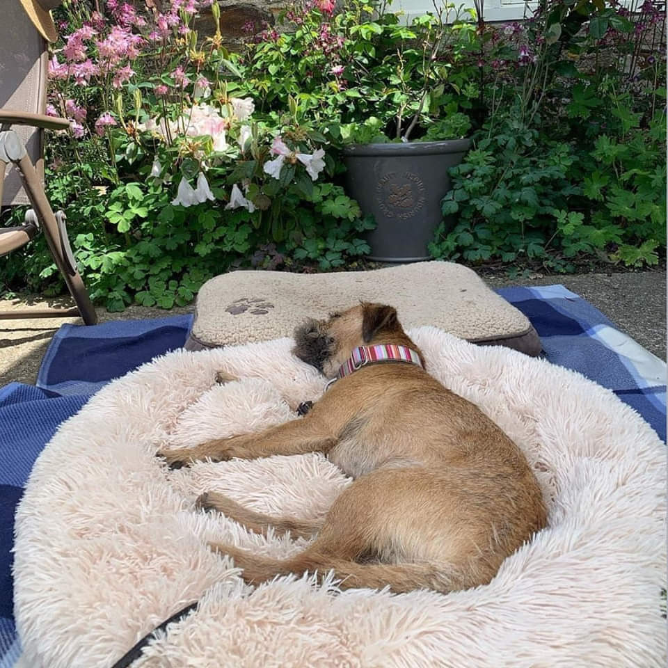 The Orginal Calming Cloud 9 Dog Bed