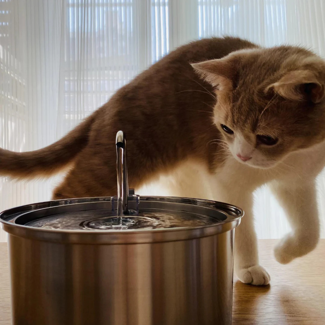 Purr-Spring™ Water Fountain