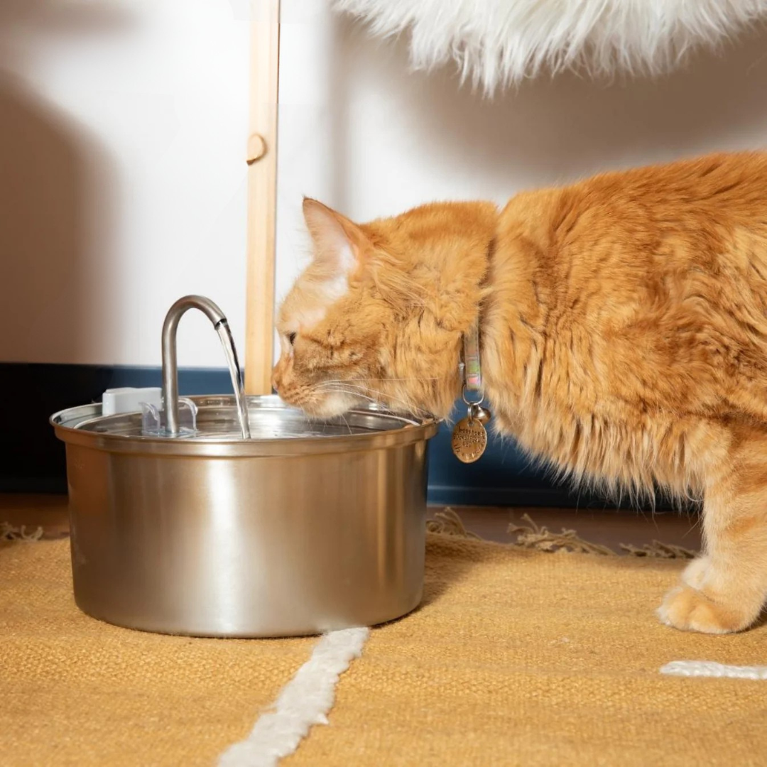 Purr-Spring™ Water Fountain